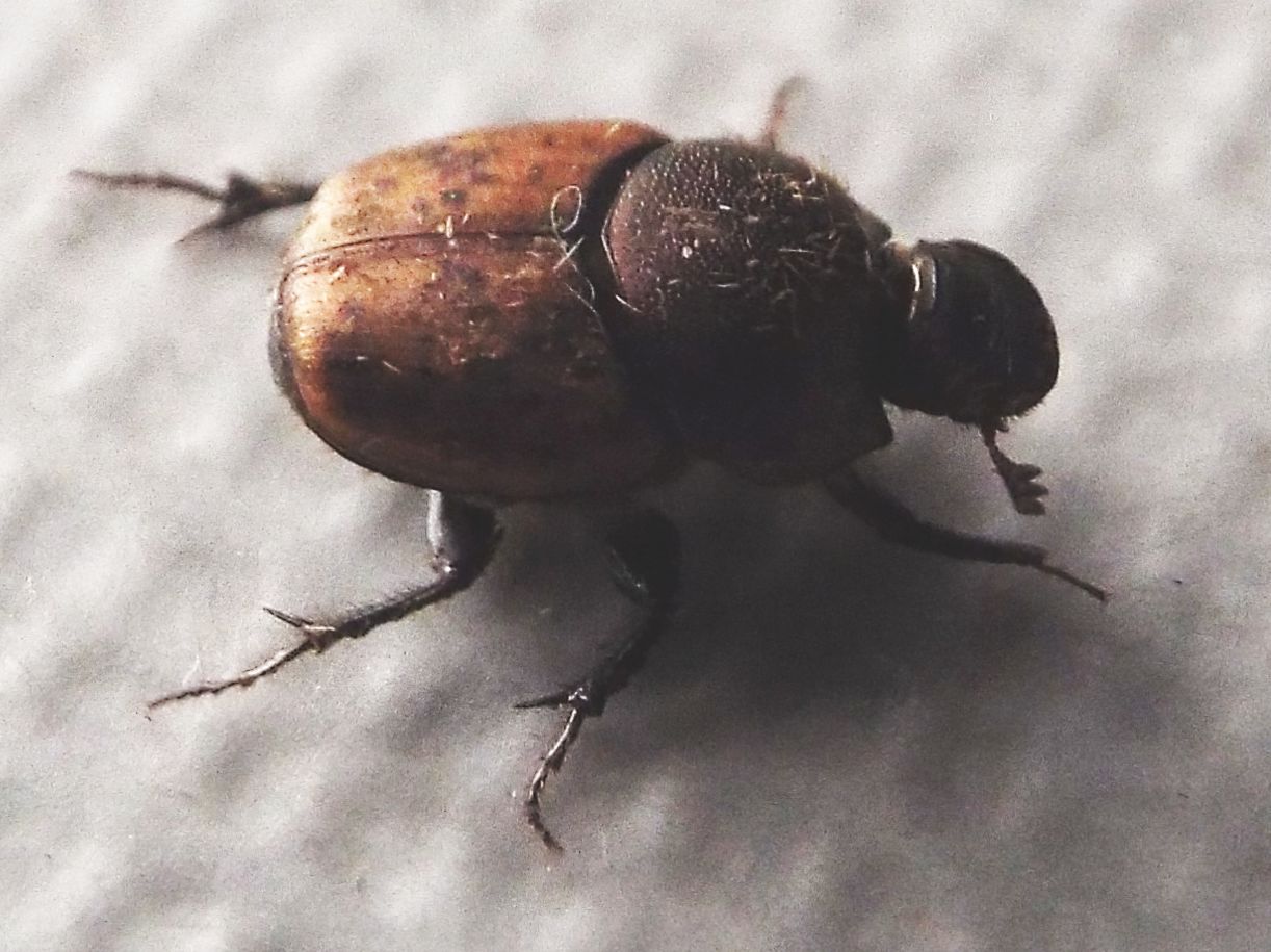 Onthophagus coenobita, femmina, Scarabaeidae